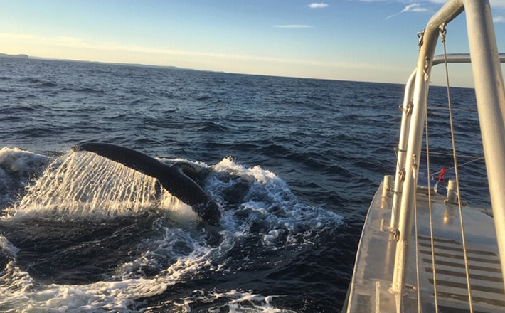 Sydney Boat Rental Whale Next To Catamaran Rental 